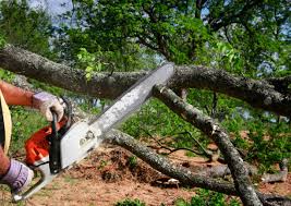 Best Tree Maintenance Programs  in Brewster, OH